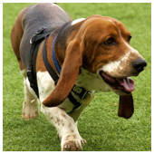 Basset Hound