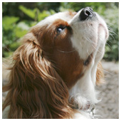 Cavalier King Charles Spaniel